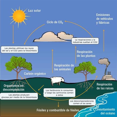ciclo de carbono
